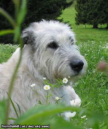 Irish Wolfhound Robin macht Urlaub (Juni 2004)