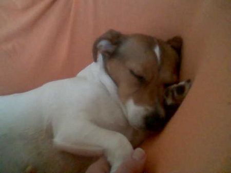 Jack-Russell-Terrier ohne worte einfach zum geniessen