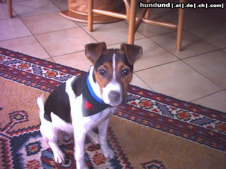 Jack-Russell-Terrier Ich bin der Prinz