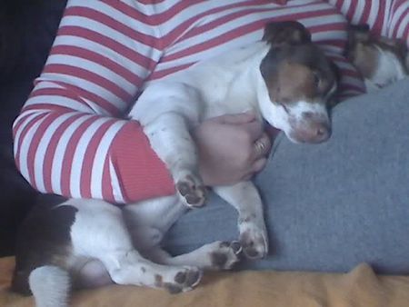 Jack-Russell-Terrier hallo...das ist unser kleine Rabauke \\