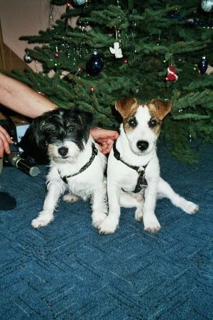 Jack-Russell-Terrier Phoebe & Jack