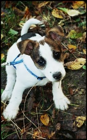 Jack-Russell-Terrier