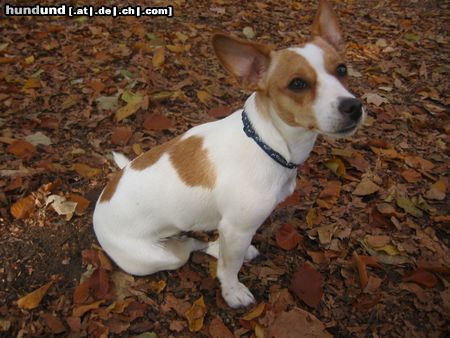 Jack-Russell-Terrier Kessy