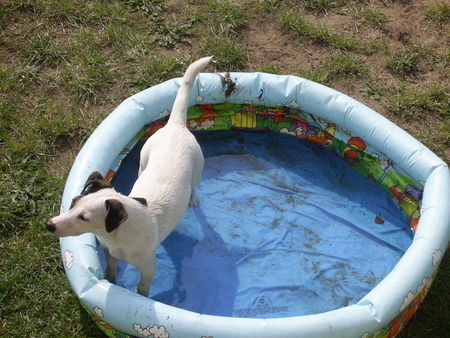 Jack-Russell-Terrier Anbaden im Hundepool ;-)! Cocki grüßt ihre neuen Brüder :-)