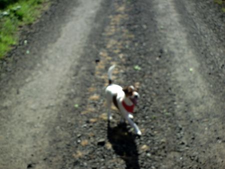 Jack-Russell-Terrier das  ist angel