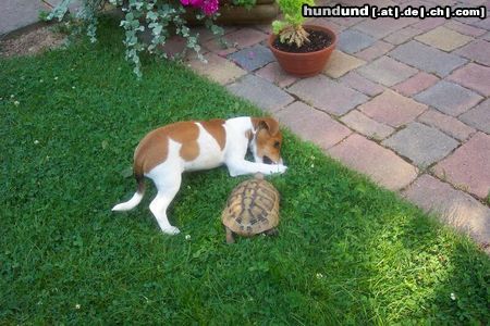 Jack-Russell-Terrier unser jacky und willi