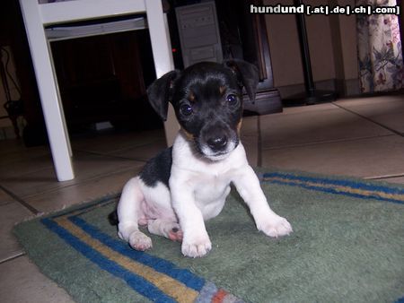 Jack-Russell-Terrier Amy