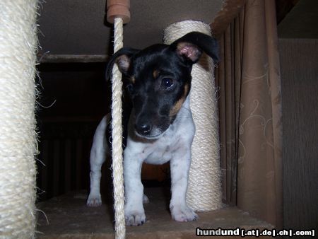 Jack-Russell-Terrier Das ist jetzt mein Kratzbaum