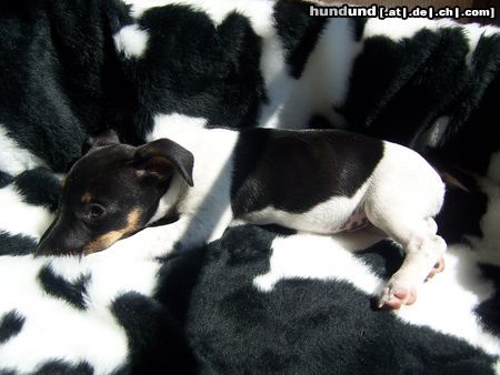 Jack-Russell-Terrier Such mich doch