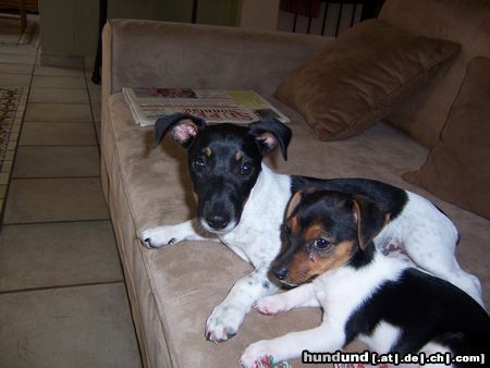 Jack-Russell-Terrier Chaos Team bei der Pause