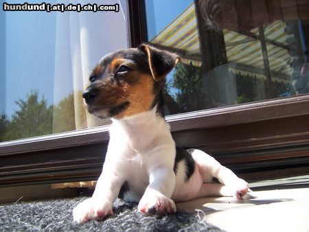 Jack-Russell-Terrier Hallo, ich bin Joy