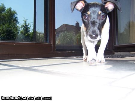 Jack-Russell-Terrier Hallo, ich bin Amy