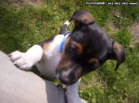 Jack-Russell-Terrier Tyson,12 Wochen alt