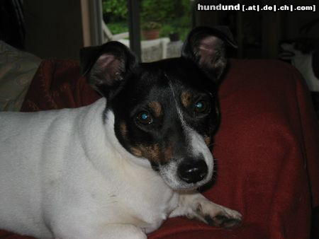 Jack-Russell-Terrier Jago 4 Jahre