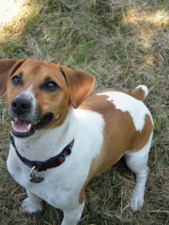 Jack-Russell-Terrier Moritz