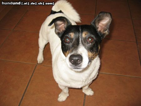 Jack-Russell-Terrier Jago 4 Jahre