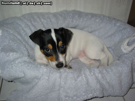 Jack-Russell-Terrier meine kleine Jessy