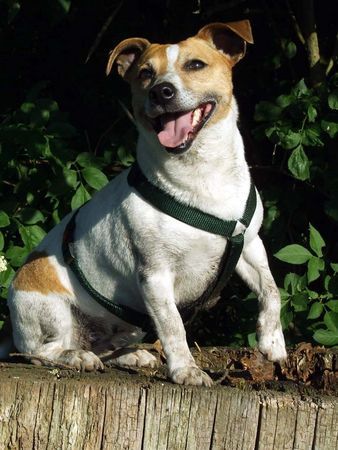 Jack-Russell-Terrier