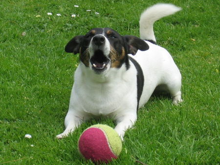 Jack-Russell-Terrier Komm spiel mit mir!!!