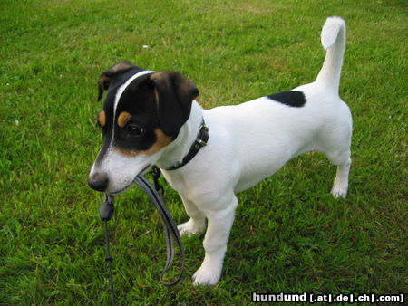 Jack-Russell-Terrier Meine süße Jessy