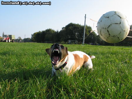 Jack-Russell-Terrier Mein süßer Hund Moritz