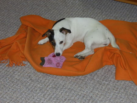 Jack-Russell-Terrier Wat schmeckt so nen Socken lecker ;-) ! Cocki mit 9 Monaten