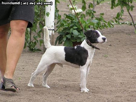 Jack-Russell-Terrier Bismarck in ring.......