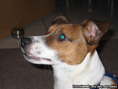 Jack-Russell-Terrier Chucky, 9 Monate