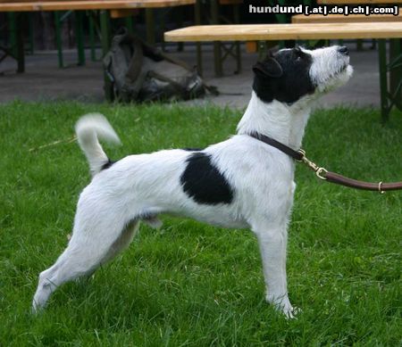 Jack-Russell-Terrier Little Trouble's Brad