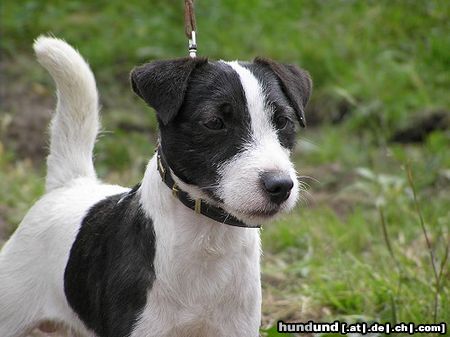 Jack-Russell-Terrier bismarck...stilstudie in still zu sein