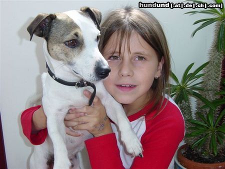 Jack-Russell-Terrier Darf ich vorstellen das ist mein Bruder