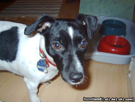 Jack-Russell-Terrier