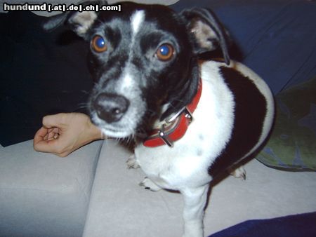 Jack-Russell-Terrier Unsere kleine Jacki Dame Lilly!!!!