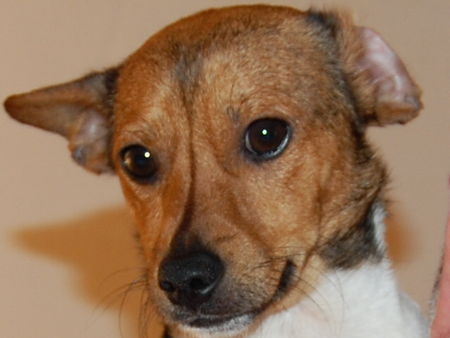 Jack-Russell-Terrier Seit drei Wochen ist er bei uns,aus Mallorca, zwei Jahre alt, total lieb und lustig.