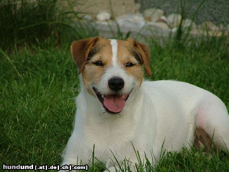 Jack-Russell-Terrier Shiva