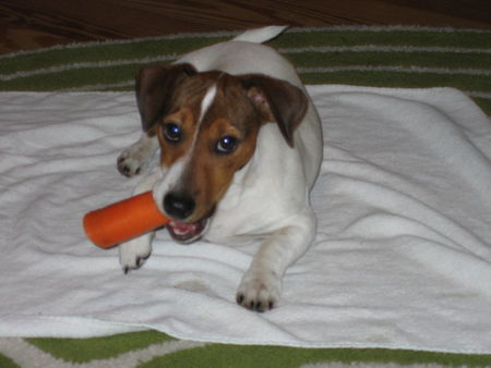 Jack-Russell-Terrier karote ist gesund auch für Hunde