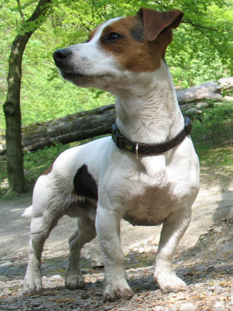 Jack-Russell-Terrier gandhi<3