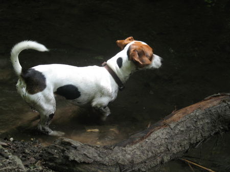 Jack-Russell-Terrier wasserratte