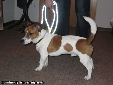 Jack-Russell-Terrier Chucky, 9 Monate