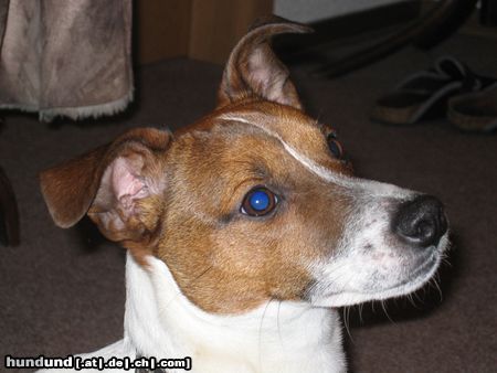 Jack-Russell-Terrier Chucky, 9 Monate