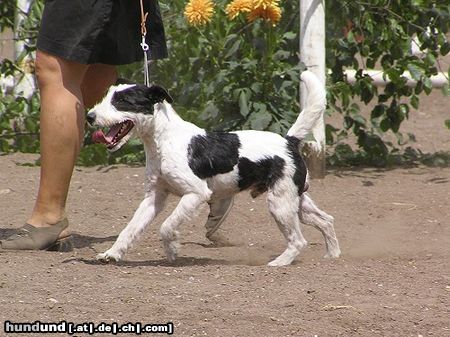 Jack-Russell-Terrier Brad in schau ring....schau macht spass!!!!!