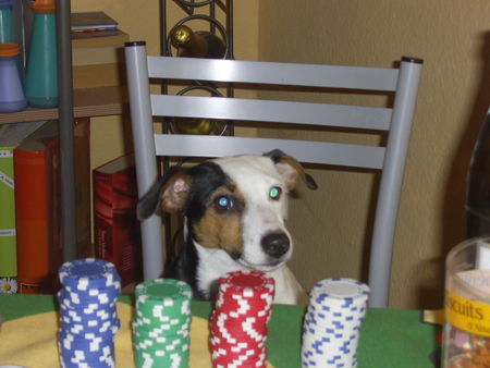 Jack-Russell-Terrier Cocki war die Poker-Königin an diesem Abend ;-)