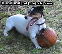 Jack-Russell-Terrier einen lieben gruss aus reutlingen, micha  mit hund --phil