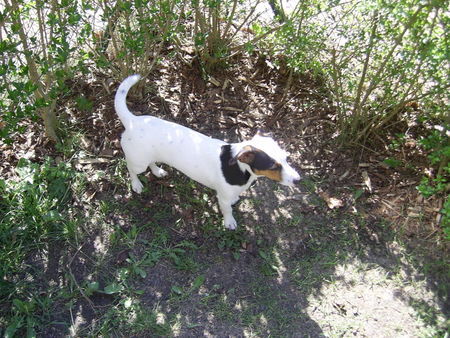 Jack-Russell-Terrier Cocki grüßt alle Blutsverwanten ;-) und freut sich schon auf's Rassel-Treffen zum 1.Geburtstag ;-)