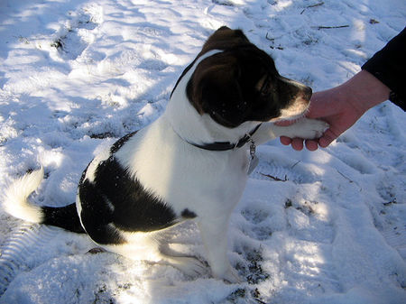 Jack-Russell-Terrier Rübe 2 Jahre