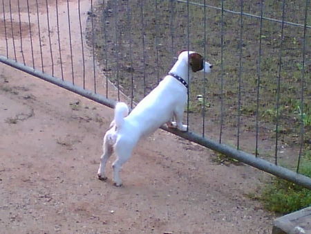 Jack-Russell-Terrier Das ist unsere Amy mit 2 Jahren