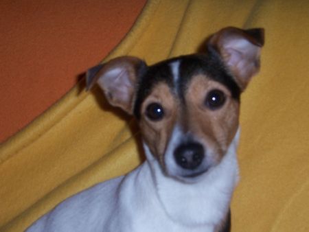 Jack-Russell-Terrier Duke