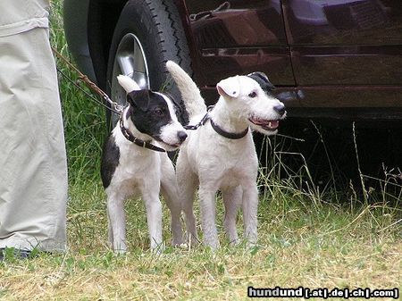 Jack-Russell-Terrier Bismarck und Bellamy ..gibt das mädels hier????