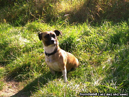 Jack-Russell-Terrier Meine Shari!!!!