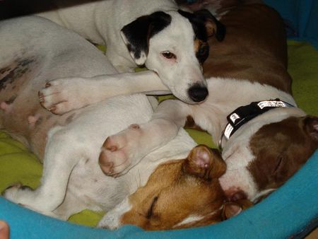 Jack-Russell-Terrier Alexis: Nelli und Nicki machen sich so dick